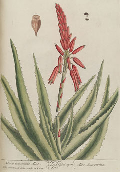 aloe